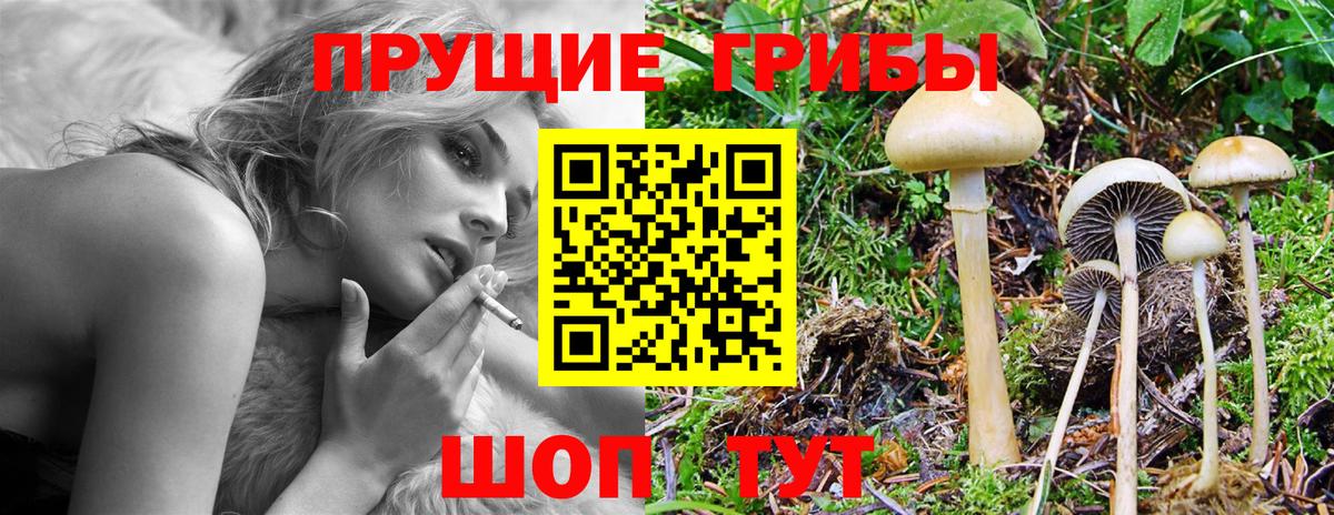 Псилоцибиновые грибы Cubensis  Вход с VPN  Курган 